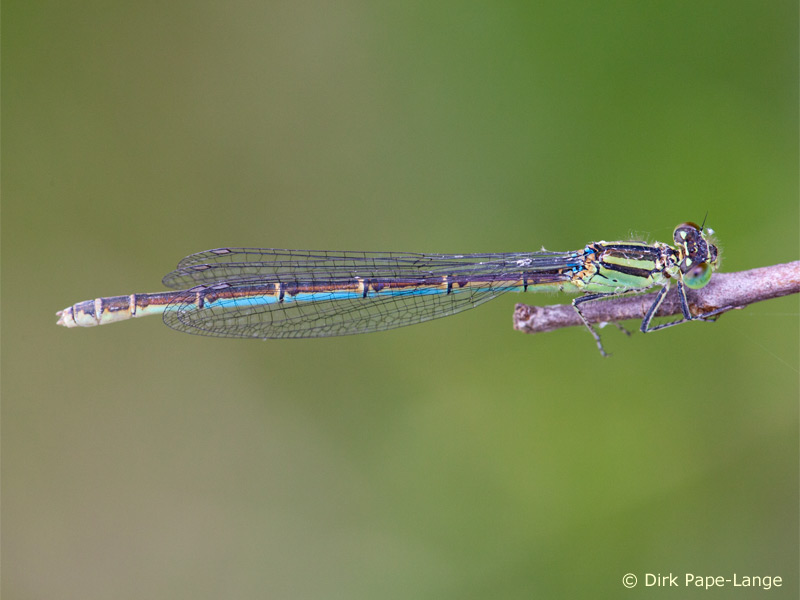 Erythromma lindenii - femelle